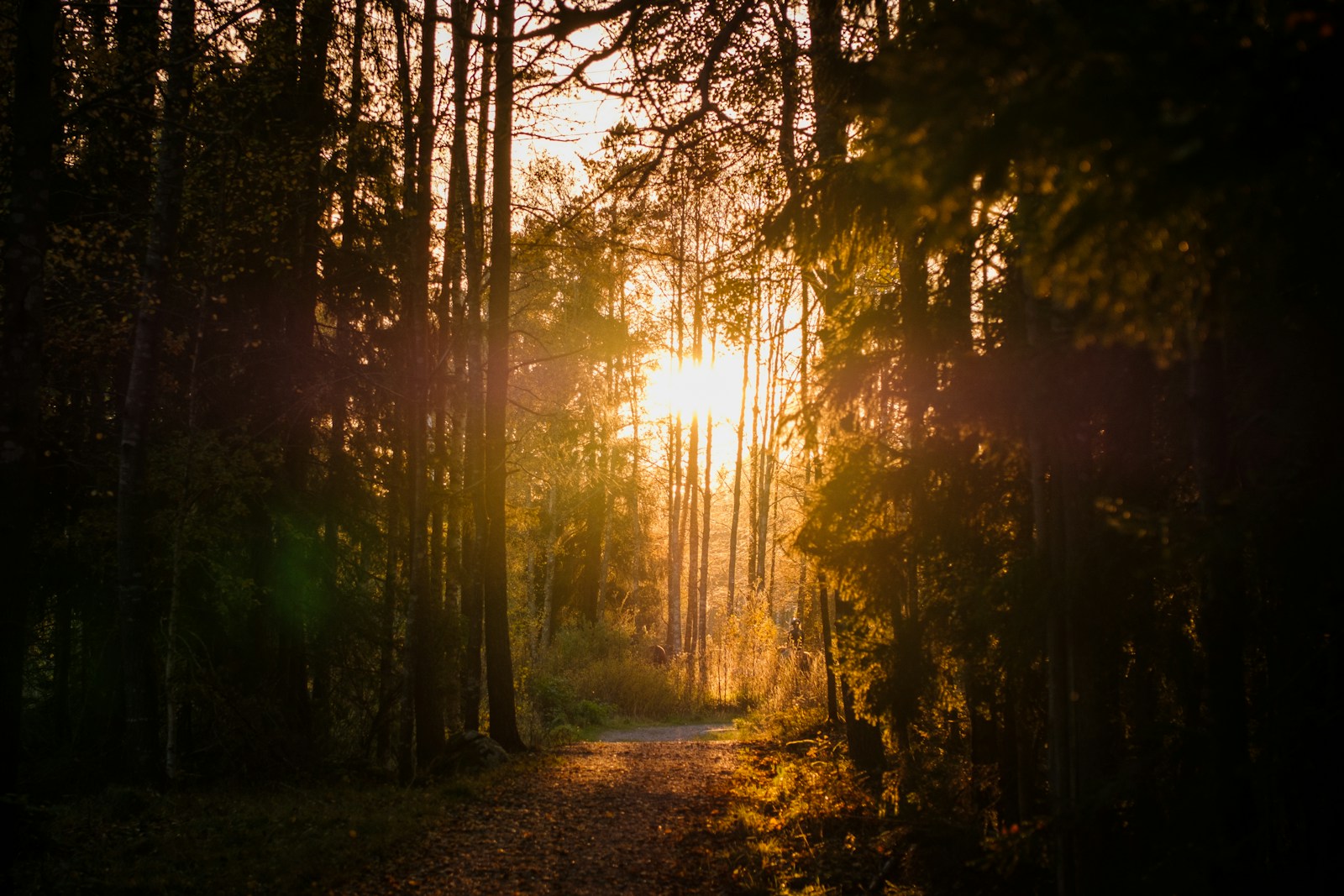 Sunlight falling across a quiet path through autumn trees.